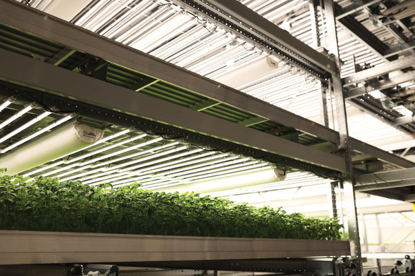 «Einstein»: Vertical Farming – Gemüse aus dem Hochhaus