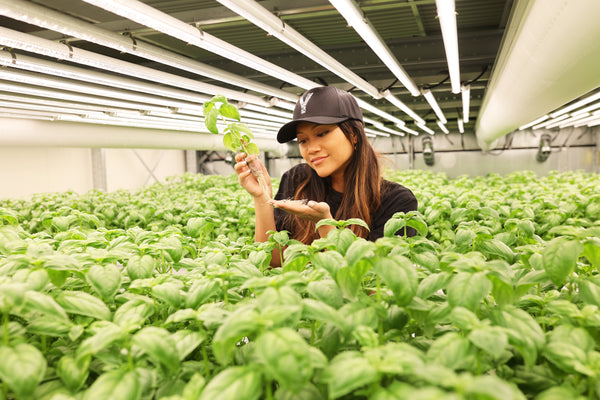 Seeländer Gemüsegärtner sind bei Test-Anlage für Vertical Farming dabei