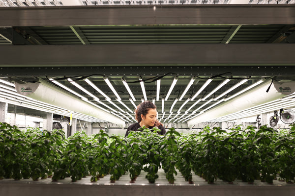 20Minuten: Anbau in der Höhe – die Vorteile von Vertical Farming