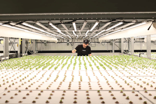 Fenaco: Vertical-Farming-Pilotanlage in Betrieb