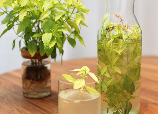 Lemon Verbena Iced Tea