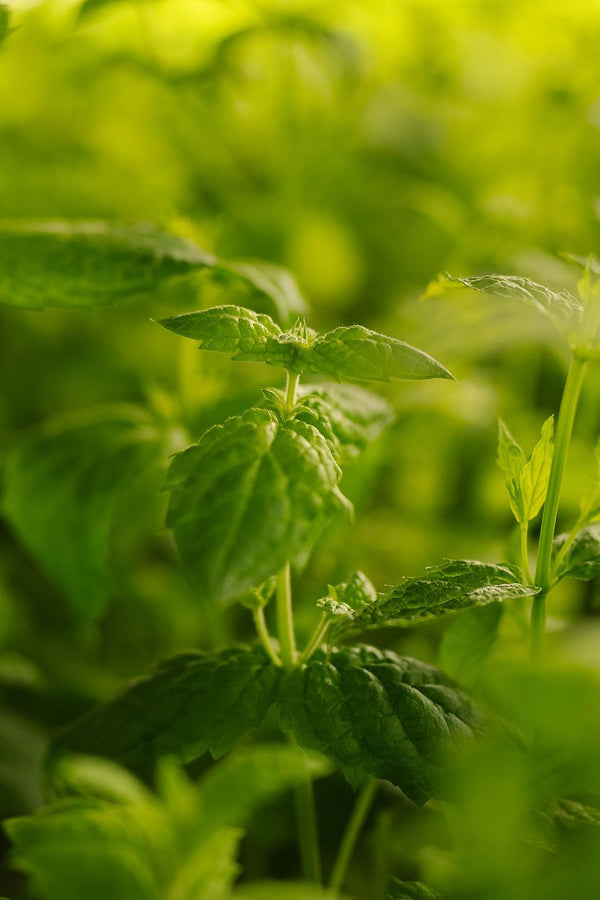 Vertical Farming: Wachstumszweig oder Pflanzerei?