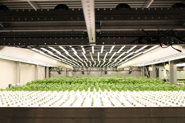 Nachhaltig Leben: Beim Vertical Farming kann man mehr mit weniger anbauen