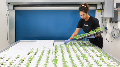 Vertical Farm Daily: How newcomers can learn from the mistakes made