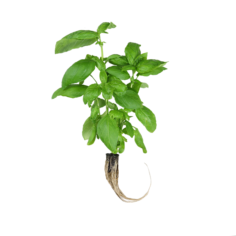 Basil